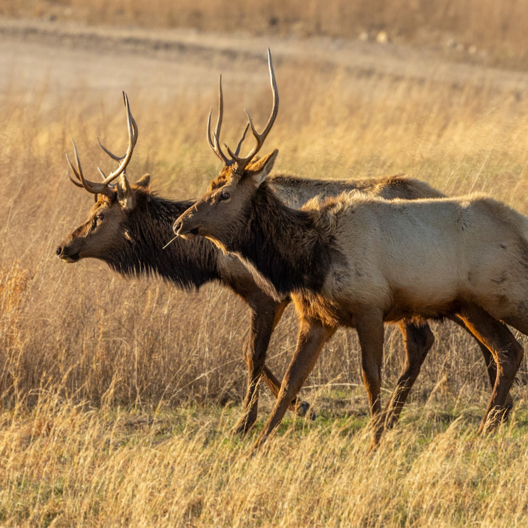 Two young bull elk standing in a field
